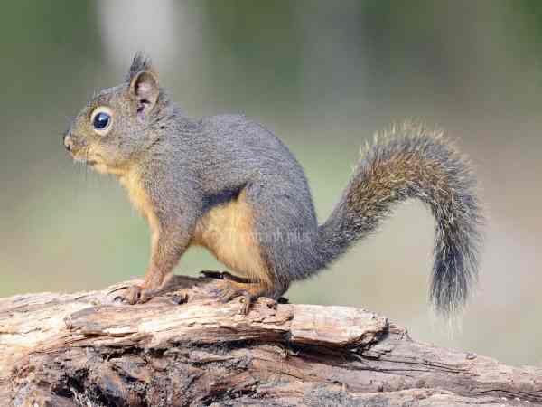 Nếu mơ thấy đi săn con sóc