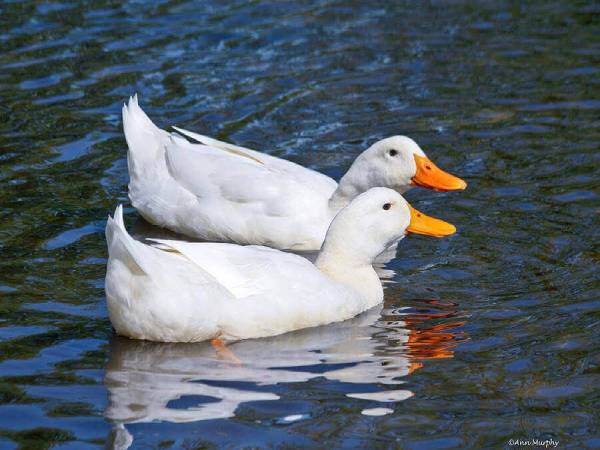 Nằm mơ thấy đàn vịt