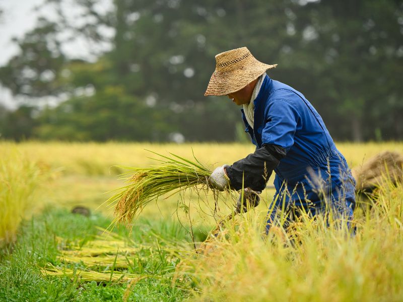Trong giấc mơ thấy thu hoạch lúa