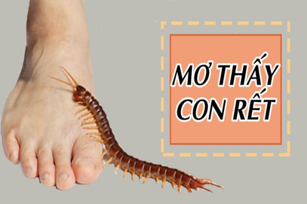 nằm mơ thấy rết