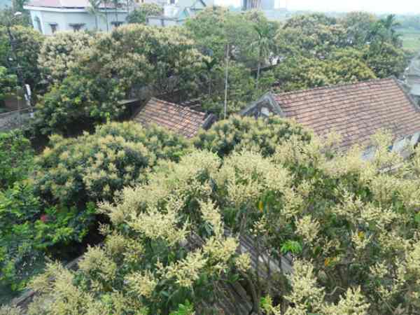 Nằm mơ bị thấy hoa nhãn chọn số nào?