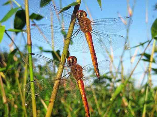 Mơ thấy chuồn chuồn thử vận may với cặp số nào?