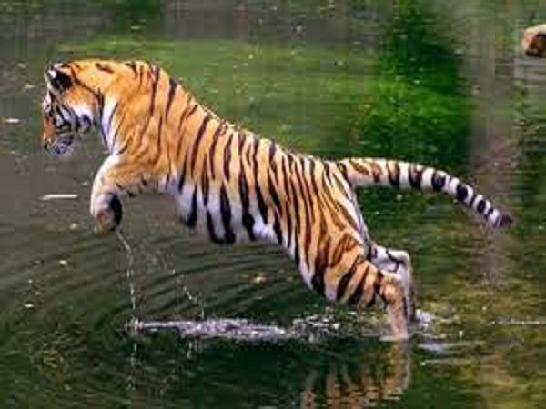 Ý nghĩa của giấc mơ thấy con hổ đuổi