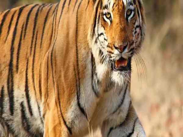  Mơ thấy hổ đuổi ở rừng