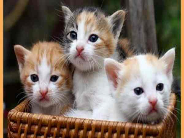 Nằm mơ thấy mèo con