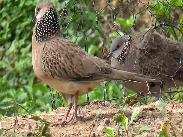 Nằm mơ thấy chim cu gáy