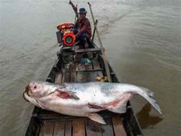 Nằm mộng thấy cá lớn nhảy lên bờ