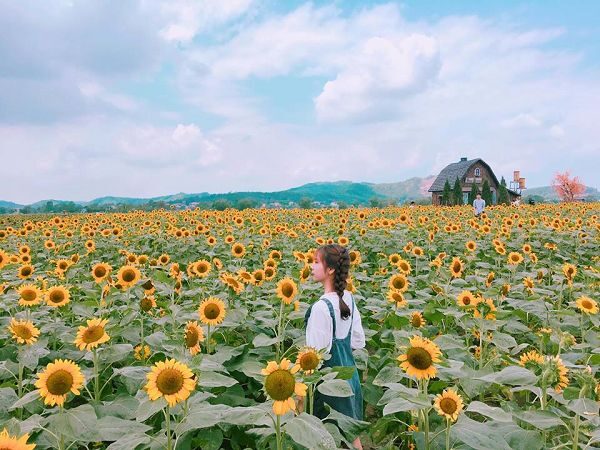 Mơ thấy hoa hướng dương