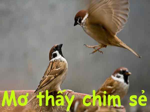 Mơ thấy chim sẻ bị thương