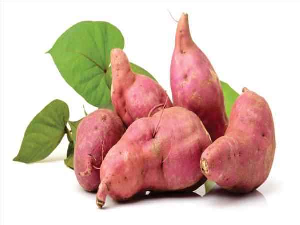 Mơ thấy khoai lang thử vận may với cặp số nào? 