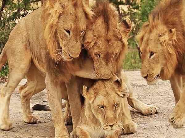 Giải mã giấc mơ thấy sư tử