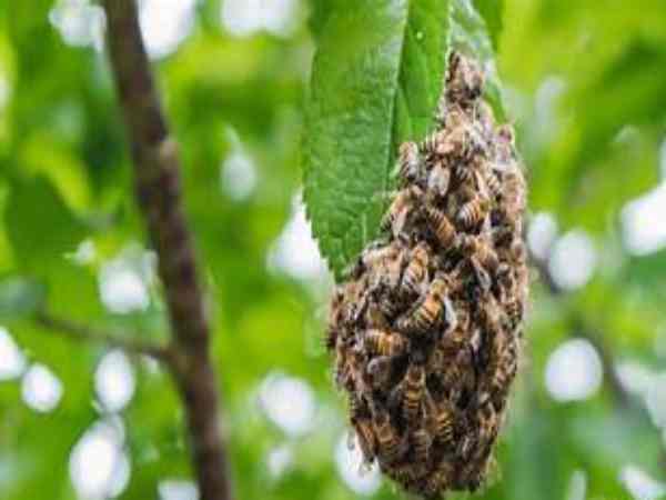 Ý nghĩa chung khi mơ thấy tổ ong