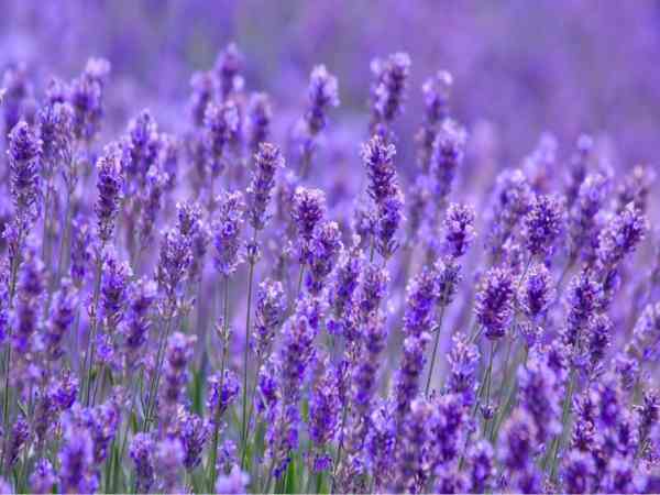 Giải mã ý nghĩa giấc mơ thấy hoa tím