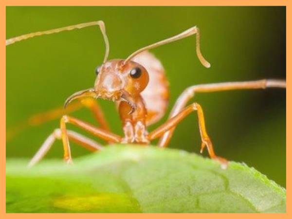 Mơ thấy con kiến số gì đẹp và điềm báo trước về tốt xấu?