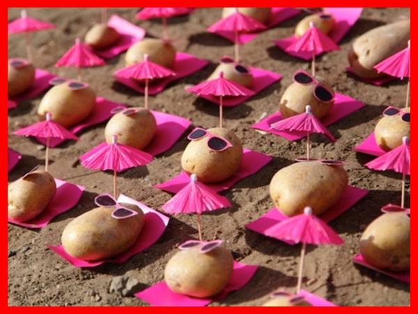 Mơ thấy củ khoai tây mang ý nghĩa gì và gợi ý số may mắn