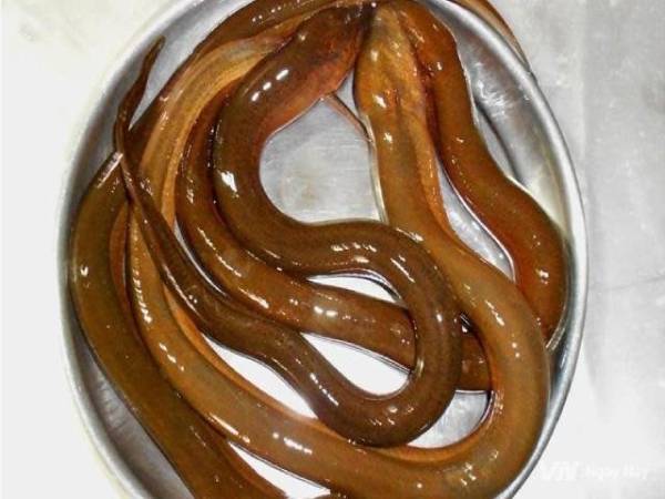 Điềm báo giấc mơ thấy lươn ý nghĩa gì?