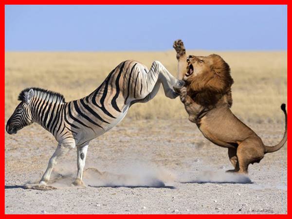 Mơ thấy ngựa vằn mang điềm báo tốt hay xấu, chọn số nào?