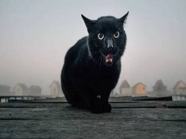 mơ thấy mèo đen con gì may mắn?