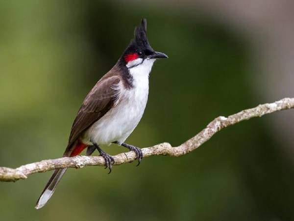 mơ thấy chim chào mào