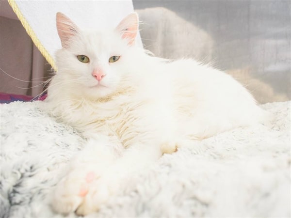 Giải mã giấc mơ thấy mèo trắng báo hiệu điềm hên hay xui sắp tới?