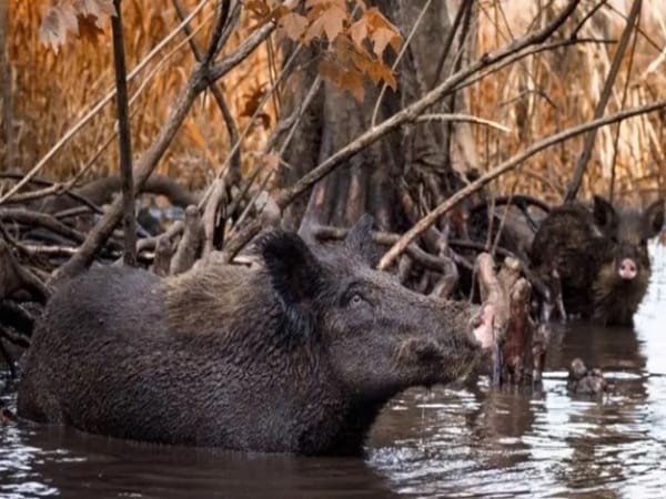 Mơ thấy lợn rừng nên lựa chọn số nào tài lộc