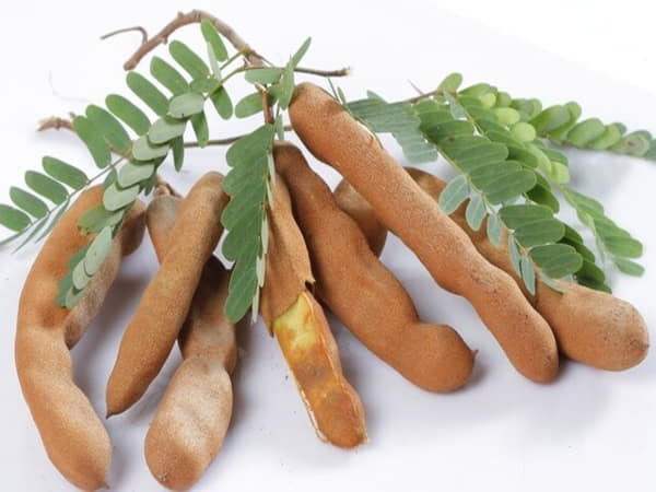 Nằm mơ thấy cây me lựa chọn con số nào tài lộc