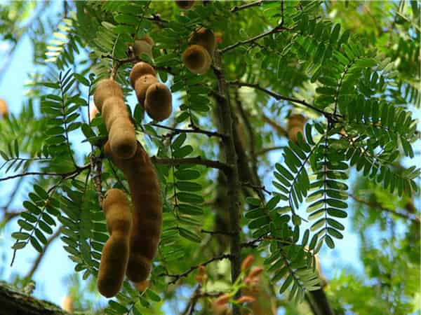 Mơ thấy cây me điềm báo gì? Đánh số gì? Giải mã giấc mộng thấy quả me