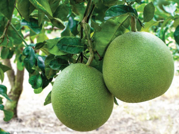 Nằm mơ thấy quả bưởi đánh số mấy