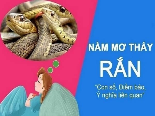 Giấc mơ thấy rắn mang đến điềm báo gì?