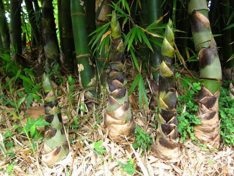 Chiêm bao mơ thấy cây tre số mấy