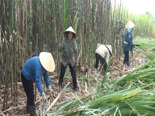 Mơ thấy cây mía hên hay xui?