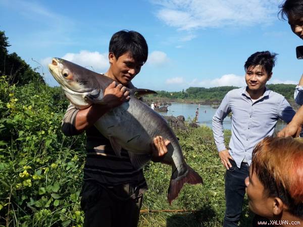 Trông thấy bắt cá