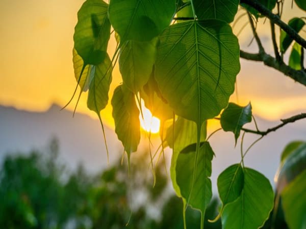 Nhìn thấy cây bồ đề trong giấc mơ: