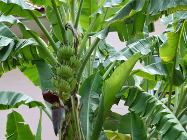 Thấy cây chuối có ý nghĩa gì