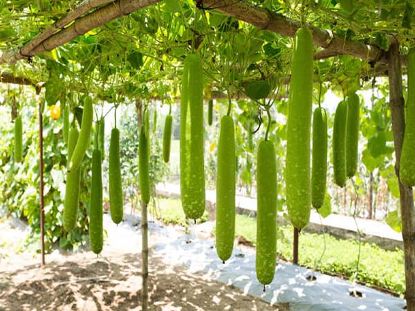 Thấy quả bầu có ý nghĩa gì
