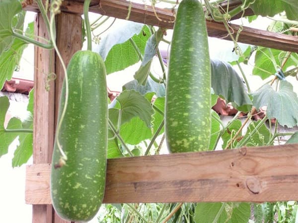 Thấy quả bầu chọn số nào may mắn