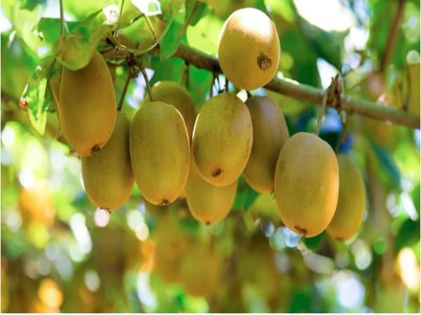 Thấy quả kiwi con số may mắn nào