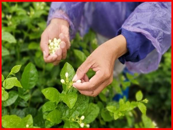 Thấy hái hoa mang đến dự báo trước gì