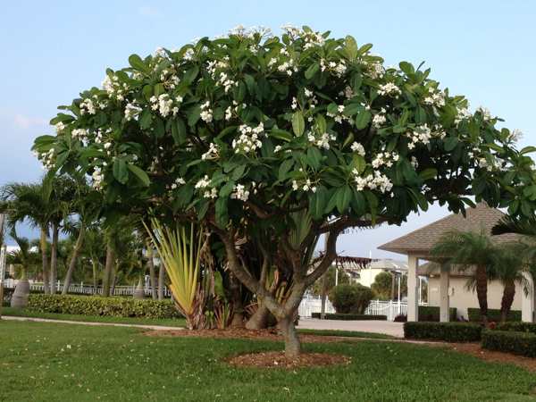 Tình huống thấy cây hoa sứ cổ thụ