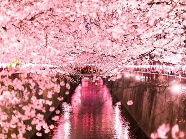 Thấy hoa anh đào nở xuất hiện bộ số may mắn nào nên chọn