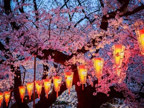 Điềm báo ý nghĩa thấy hoa anh đào nở