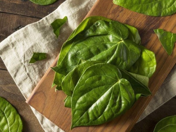 Ngủ mơ thấy lá trầu không dự báo sự nghiệp lên hương?