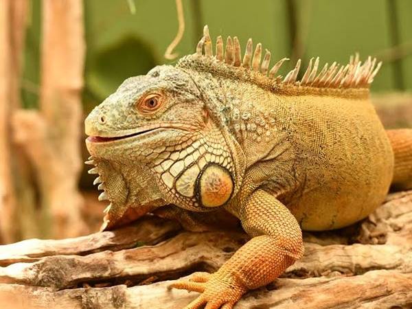 Tìm thấy con kỳ nhông hay xuất hiện con số may mắn nào Tìm thấy con kỳ nhông hay xuất hiện con số may mắn nào