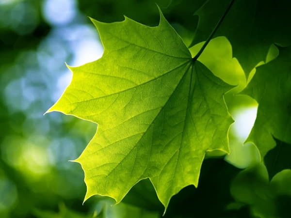 Ý nghĩa chung của giấc mơ thấy lá cây xanh