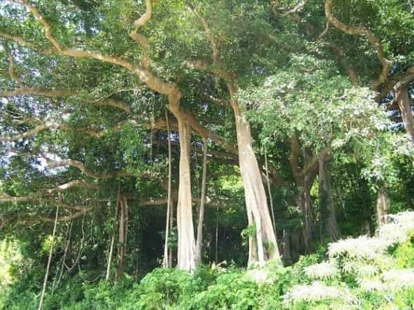 Tham khảo con số tài lộc khi nhìn thấy cây cổ thụ