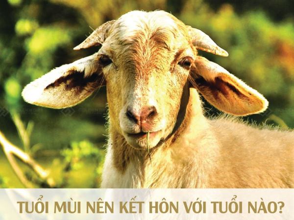 Tuổi mùi hợp với tuổi nào giúp tăng vượng khí và tài lộc Tuổi mùi hợp với tuổi nào giúp tăng vượng khí và tài lộc