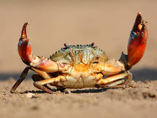 Ý nghĩa chung của giấc mơ thấy cua Ý nghĩa chung của giấc mơ thấy cua