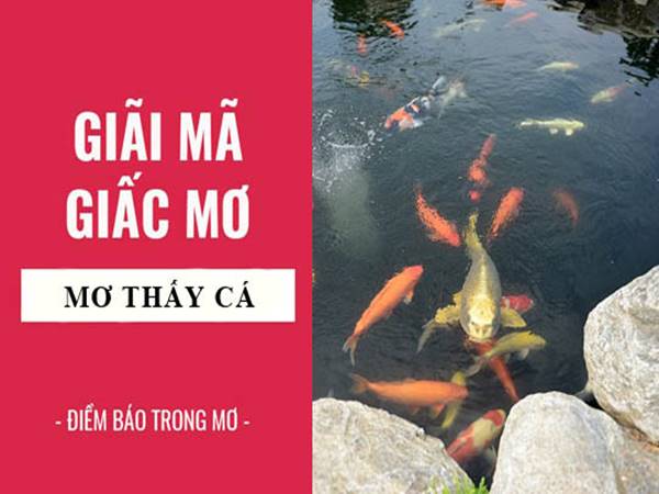 Giải mã giấc mơ thấy nhiều cá