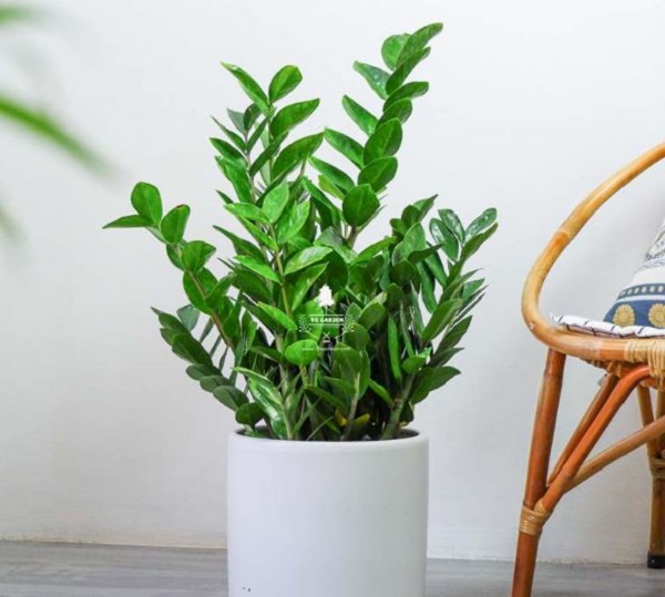 Tuổi Dần 74 trồng cây Kim Tiền trước nhà