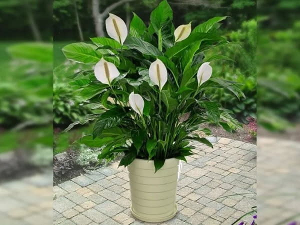 Tuổi Dần 74 trồng cây Lan Ý trước nhà